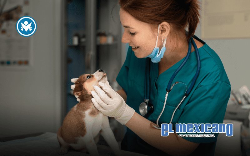 M&eacute;xico tiene menos nacimientos y m&aacute;s hogares con mascotas