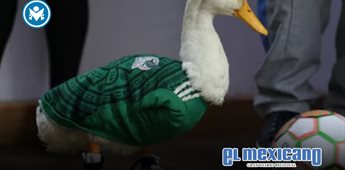 Hombre de Yucat&aacute;n trat&oacute; de registrar marca del Pato Merl&iacute;n