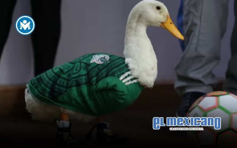 Hombre de Yucat&aacute;n trat&oacute; de registrar marca del Pato Merl&iacute;n