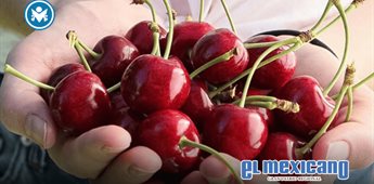 Cerezas del Noroeste viven una temporada excepcional con mayor volumen y calidad