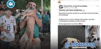 Por transmisi&oacute;n de festejo del mundial, encuentran a perro perdido