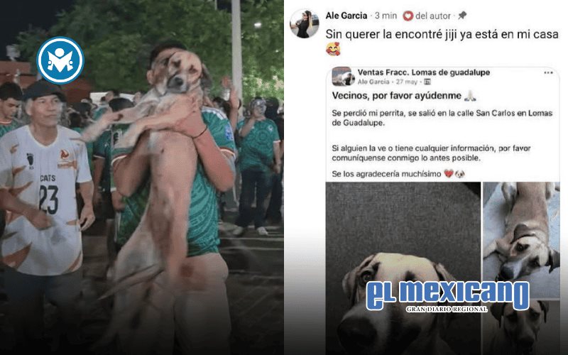 Por transmisi&oacute;n de festejo del mundial, encuentran a perro perdido