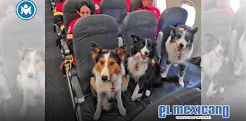 Perros rescatistas mexicanos viajan a Venezuela tras sismos