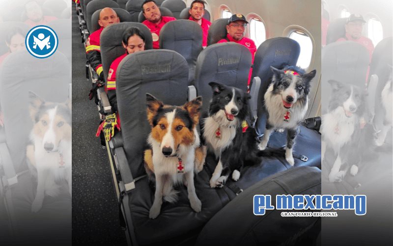 Perros rescatistas mexicanos viajan a Venezuela tras sismos