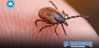 Alertan por riesgo sanitario ante aumento de garrapatas en BC