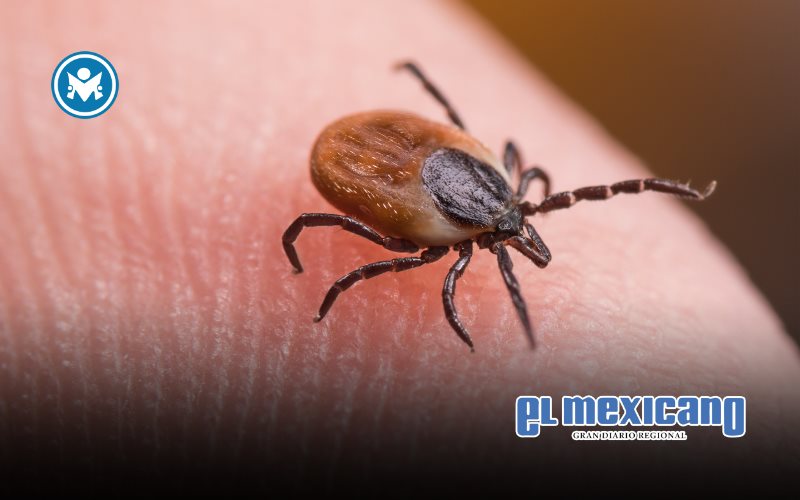 Alertan por riesgo sanitario ante aumento de garrapatas en BC