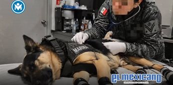 Max, el perro rescatista de la Marina, regresa herido tras salvar vidas en Venezuela