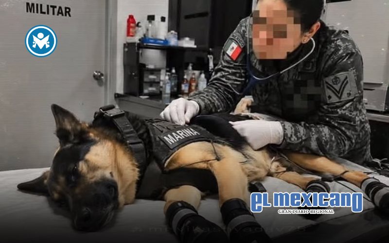 Max, el perro rescatista de la Marina, regresa herido tras salvar vidas en Venezuela