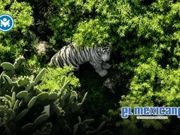 Tigre de Bengala escapa en Edomex y activa operativo de b&uacute;squeda