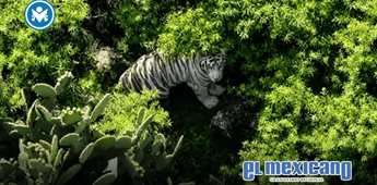 Tigre de Bengala escapa en Edomex y activa operativo de b&uacute;squeda