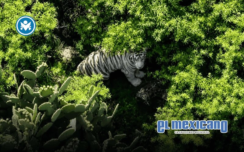 Tigre de Bengala escapa en Edomex y activa operativo de b&uacute;squeda
