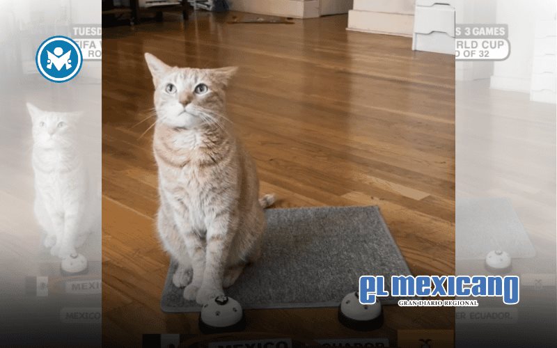 Gato viral vuelve a elegir triunfo de M&eacute;xico en el Mundial