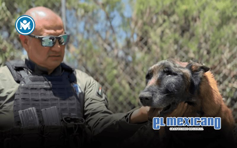 Tijuana despide con honores a Rambo, agente K-9 pionero en detección de bombas Tijuana despide con honores a Rambo, agente K-9 pionero en detección de bombas