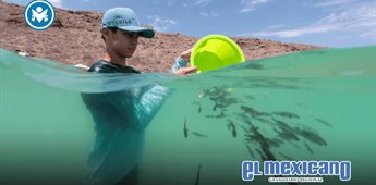 Totoaba, un caso de recuperaci&oacute;n marina en el Mar de Cort&eacute;s