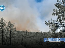 Incendio en Sierra de Juárez consume 40 hectáreas de bosque Incendio en Sierra de Juárez consume 40 hectáreas de bosque