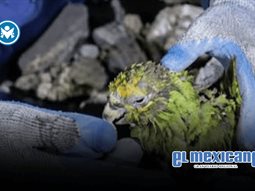 Muere Panchito, el loro rescatado tras nueve días bajo los escombros en Venezuela Muere Panchito, el loro rescatado tras nueve días bajo los escombros en Venezuela