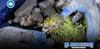 Muere Panchito, el loro rescatado tras nueve d&iacute;as bajo los escombros en Venezuela