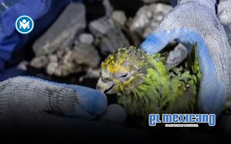 Muere Panchito, el loro rescatado tras nueve d&iacute;as bajo los escombros en Venezuela
